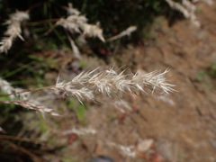 Rytidosperma gracile
