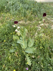 Caulanthus californicus