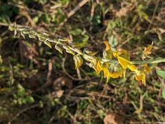 Crotalarieae