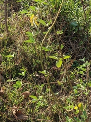 Crotalarieae