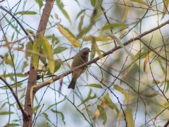 Leiothlypis celata