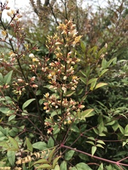 Nandina
