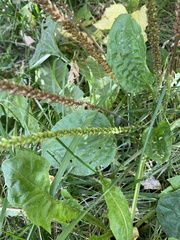Plantago major