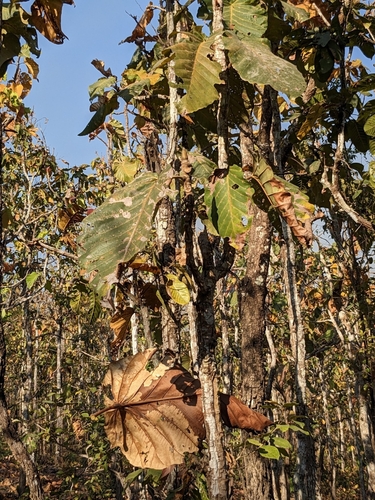 Dipterocarpus tuberculatus, photograph 5