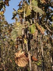 Dipterocarpus tuberculatus