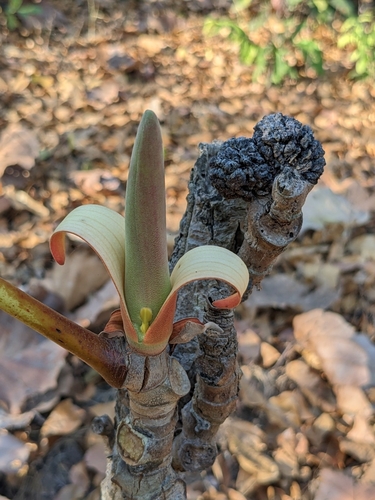Dipterocarpus tuberculatus, photograph 6