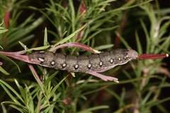 Hyles vespertilio