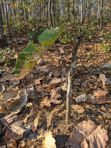 Image of Dipterocarpus tuberculatus by (c) portioid, some rights reserved (CC BY)