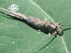 Meinertellidae