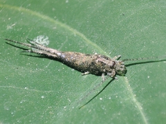 Meinertellidae
