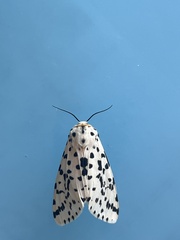 Alpenus