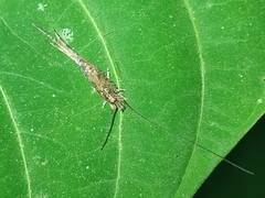 Meinertellidae