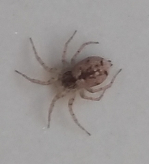 Oecobius