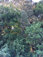 Alectryon excelsus excelsus