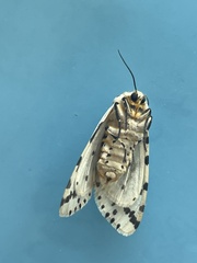 Alpenus