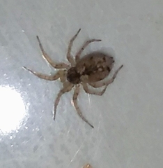 Oecobius