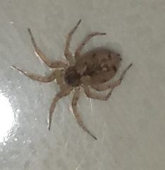 Oecobius