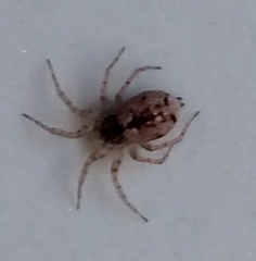 Oecobius
