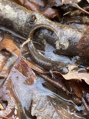 Desmognathus conanti