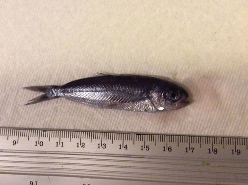 Blue Cubehead (Cubiceps caeruleus) · iNaturalist