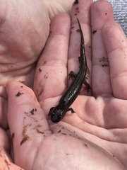 Desmognathus conanti