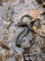 Desmognathus conanti