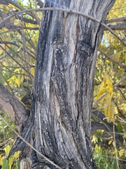 Salix amygdaloides