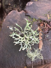 Hypogymnia imshaugii
