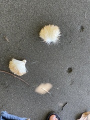 Pseudobombax septenatum