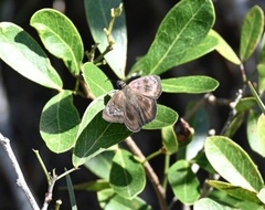 Ephyriades brunnea