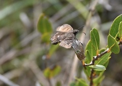 Ephyriades brunnea