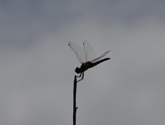 Macrodiplax balteata