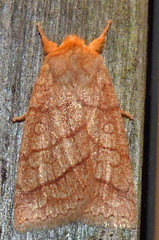 Pyreferra hesperidago