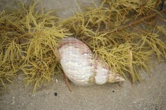 Phasianella australis