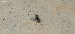 Tridactylidae