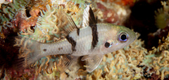 Pristicon trimaculatus