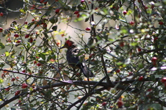 Turdus merula