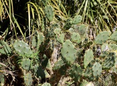 Opuntia austrina