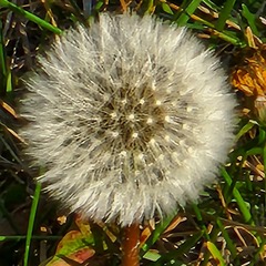 Taraxacum erythrospermum