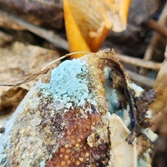 Penicillium digitatum