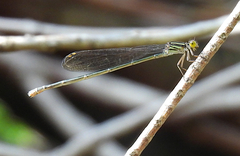 Pseudagrion ignifer