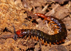 Cormocephalus westwoodi