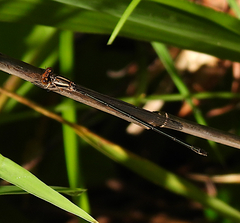 Pseudagrion ignifer