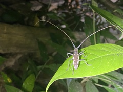 Neoptychodes cretatus