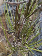 Carmichaelia