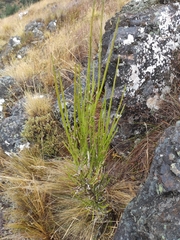 Carmichaelia