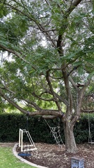 Tipuana tipu