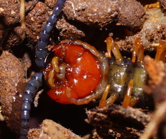 Cormocephalus westwoodi