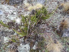 Carmichaelia