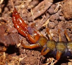 Cormocephalus westwoodi